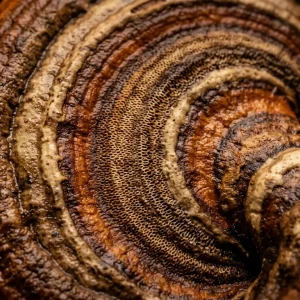 Macro close-up of a reishi mushroom cap showing concentric growth rings