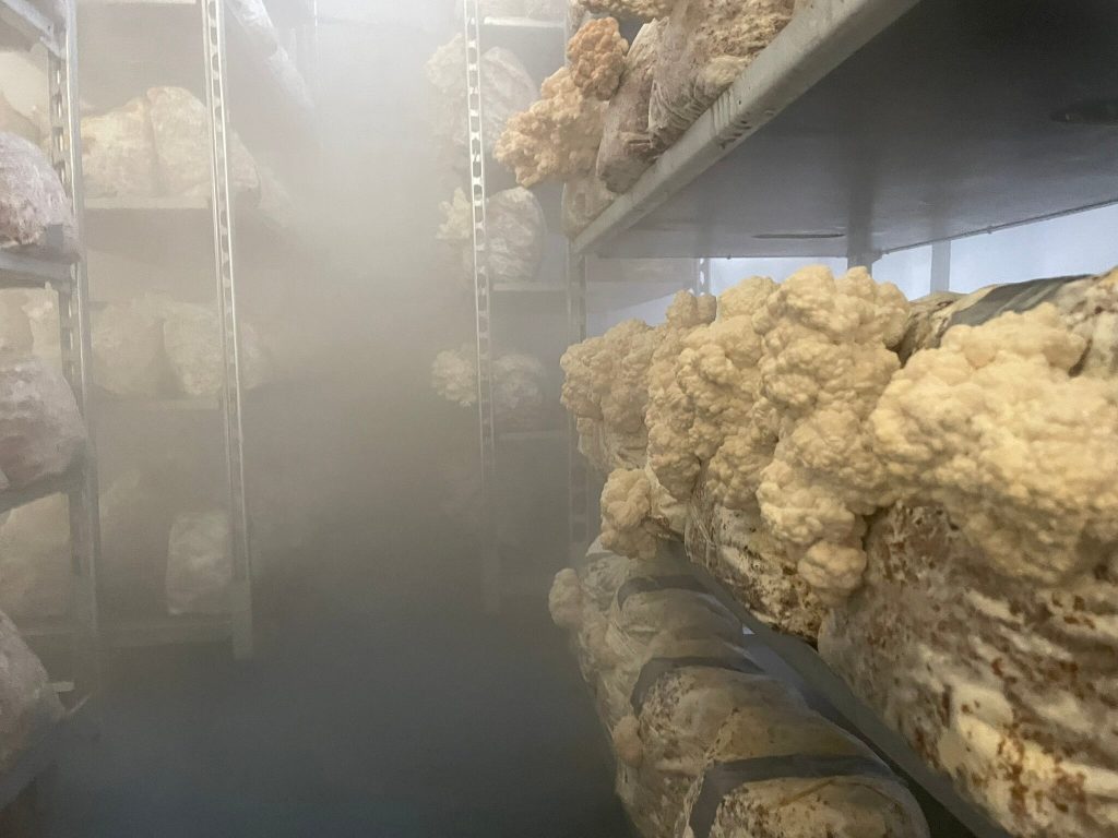 Lion's mane growing in the humid mist of a grow room in Wales